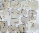Lot: Metasequoia (Dawn Redwood) Fossils - Pieces #97058-1